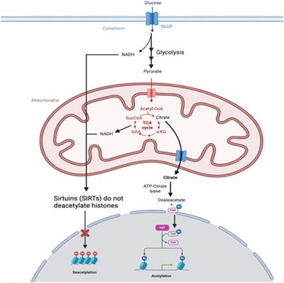 Mitochondrial metabolism regulation and epigenetics in hypoxia